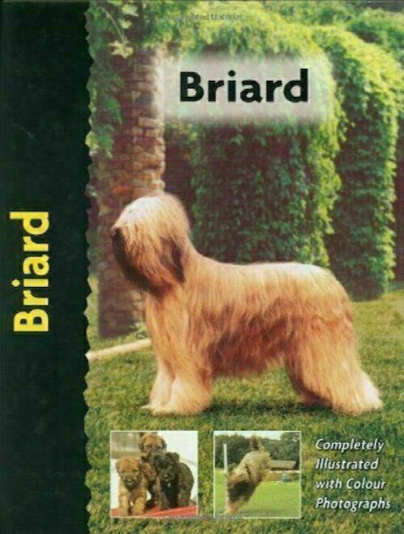 Briard